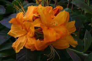 Azalea Klondyke