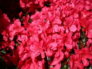 Azalea Marushka