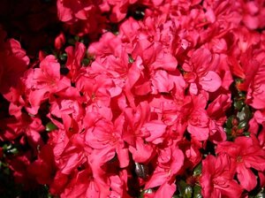 Azalea Marushka