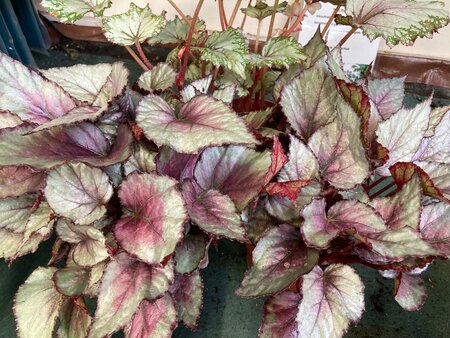 Begonia Beleaf