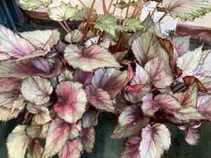 Begonia Beleaf 