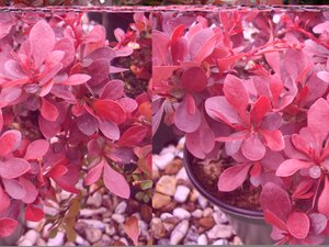 Berberis Atropurpurea Nana