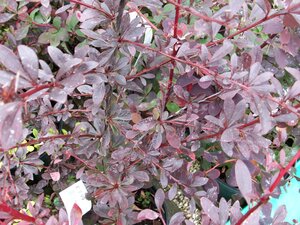 Berberis thunbergii Red Chief