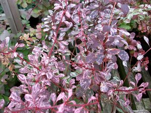 Berberis thunbergii Rose Glow