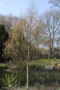 Betula Jacquemontii