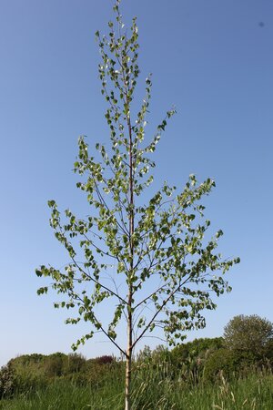 Betula pendula