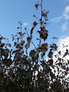 Betula Royal Frost