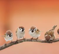 Bird Care
