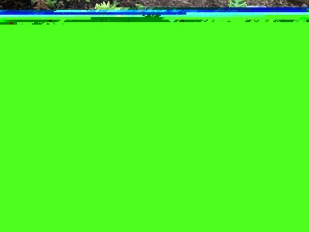 Blechnum spicant - image 1