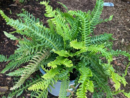 Blechnum spicant - image 2