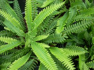 Blechnum spicant