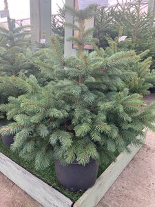 Blue Spruce 10lt Pot (30-45cm)