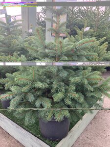 Blue Spruce 10lt Pot (30-45cm)