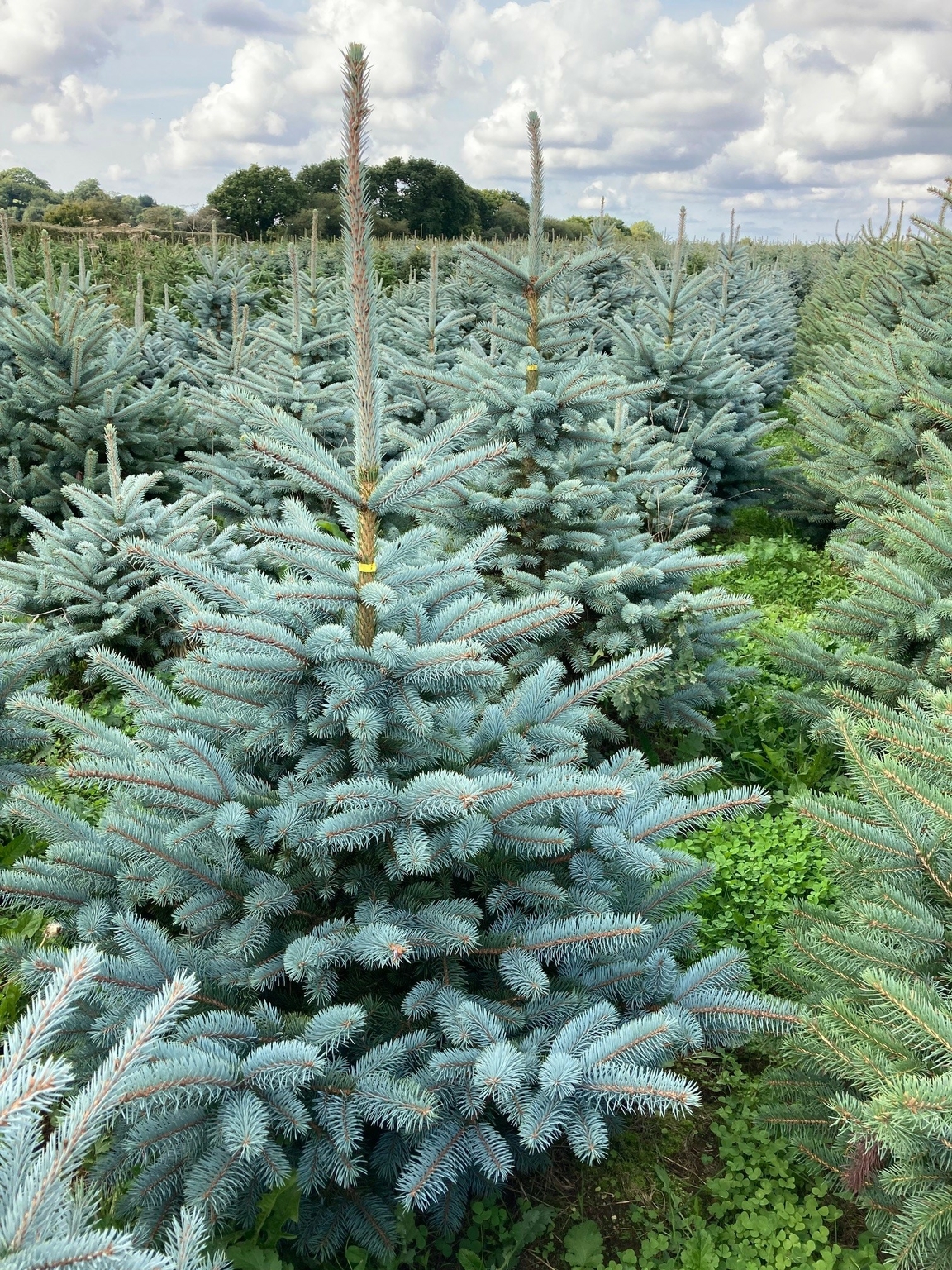 Blue Spruce 6 7ft 175 200cm - Blue Spruce 6 7ft 175 200cm 1512x2016 63452e35231d5 Src