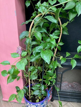 Bougainvillea
