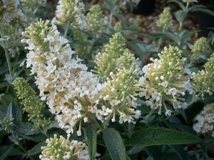 Buddleja Buzz Ivory