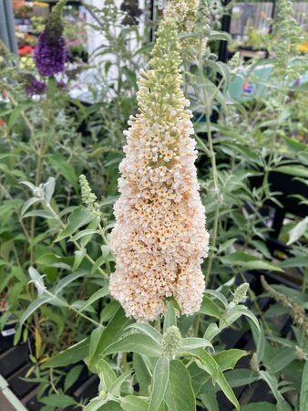 Buddleja Buzz Ivory - image 1