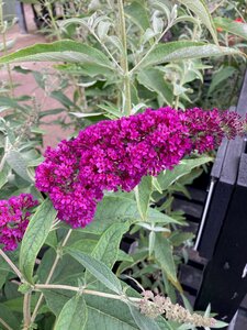 Buddleja Buzz Magenta