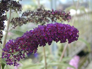 Buddleja davidii Black Knight - image 3