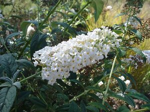Buddleja White Profusion
