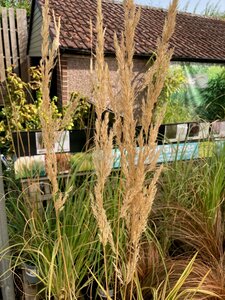 Calamagrostis Karl Foerster