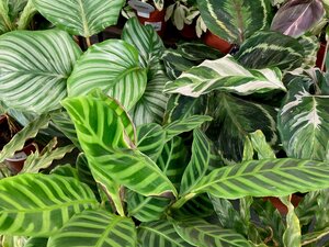 Calathea 