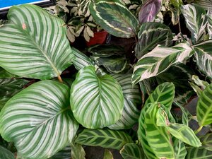 Calathea - image 2