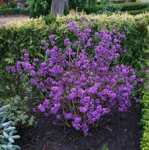 Callicarpa var. giraldii Profusion