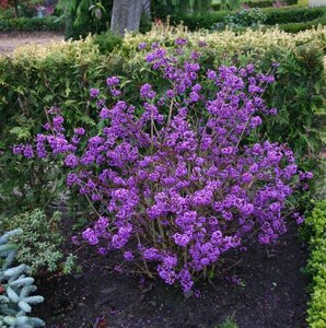 Callicarpa var. giraldii Profusion