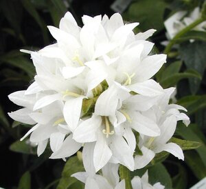 Campanula Glomerata Alba