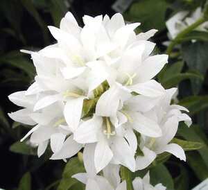 Campanula Glomerata Alba