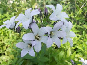 Campanula Lactiflora Loddon Anna