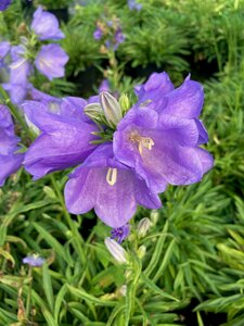 Campanula pers. Takion Blue