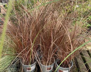Carex buchananii. Red Rooster - image 2