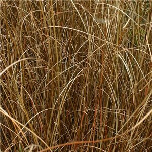 Carex buchananii. Red Rooster - image 1