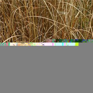 Carex buchananii. Red Rooster