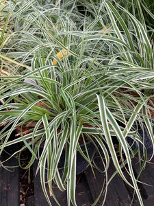 Carex Everest