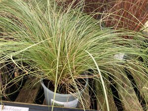 Carex Frosted Curls