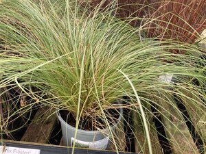 Carex Frosted Curls