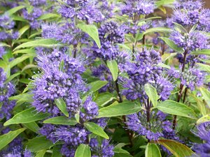Caryopteris Dark Knight