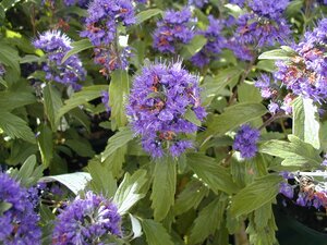 Caryopteris Grand Bleu