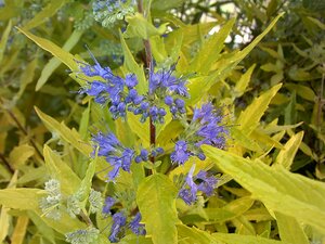 Caryopteris Worcester Gold - image 1