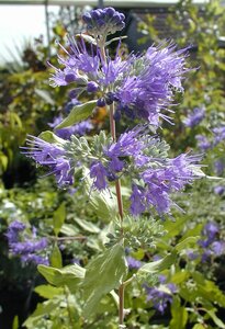 Caryopteris Worcester Gold