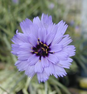 Catananche Caerulea