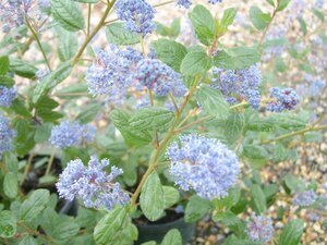 Ceanothus Autumnal Blue