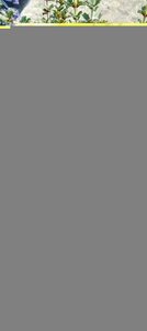 Ceanothus Blue Jeans