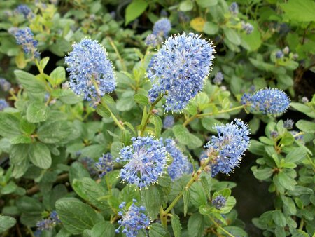 Ceanothus griseus Yankee Point - image 1