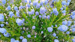 Ceanothus imp. Victoria