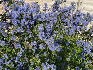 Ceanothus Puget Blue - image 2