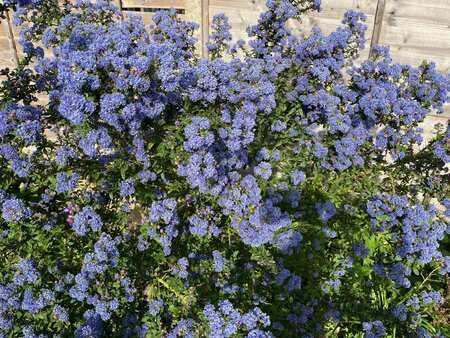 Ceanothus Puget Blue - image 2
